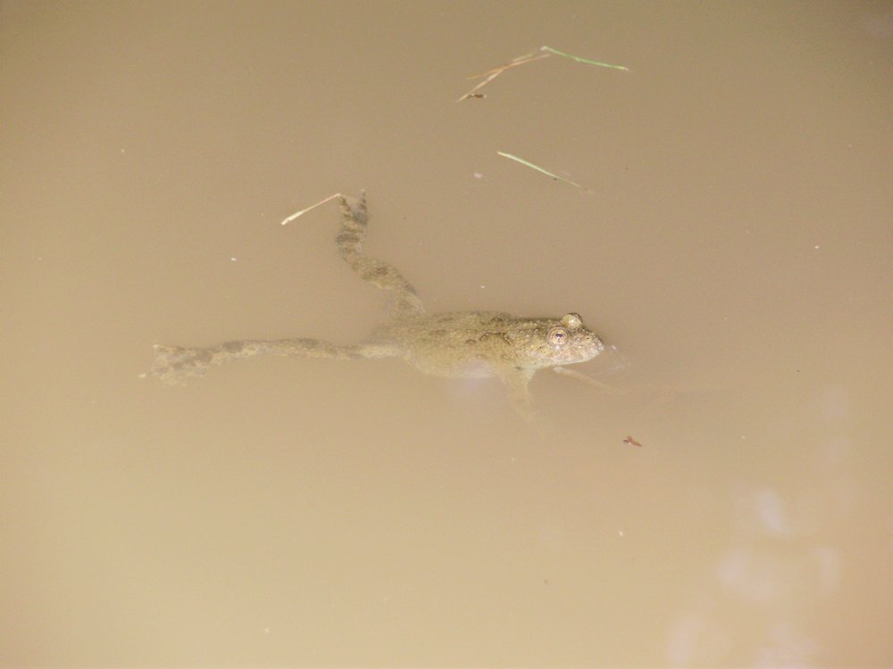 Tipologie di habitat dell''ululone nella collina atesina